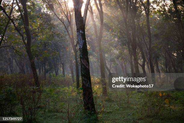 rubber tree plantation - gummiträd bildbanksfoton och bilder