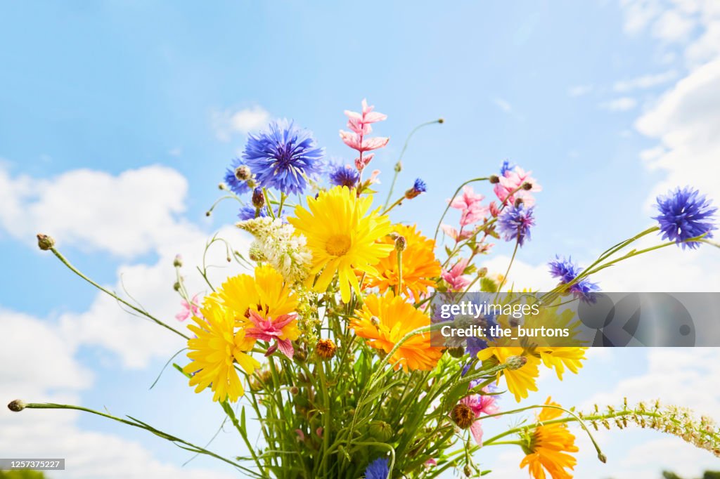 Close-Up of a colorful bouquet of wild flowers against blue sky