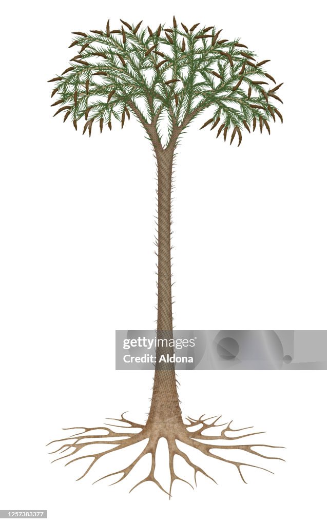 Lepidodendron Tree High Res Vector Graphic Getty Images lepidodendron-tree-high-res-vector-graphic-getty-images