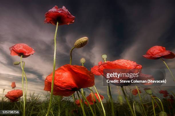 poppies in field against summer sky - oriental poppy stockfoto's en -beelden