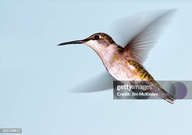 Hummingbird in flight