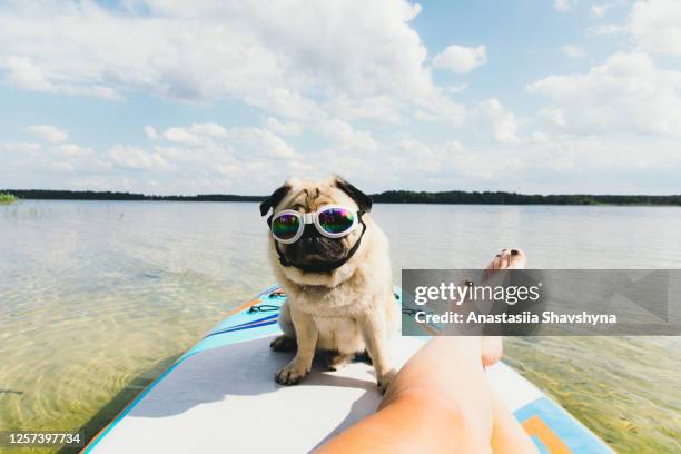 湖でサングラスでかわいい犬とパドルボードでサーフィンする女性 - hot women on boats ストックフォトと画像