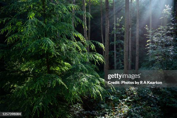 western hemlock tree in beautiful sunlit forest - hemlock tree stockfoto's en -beelden