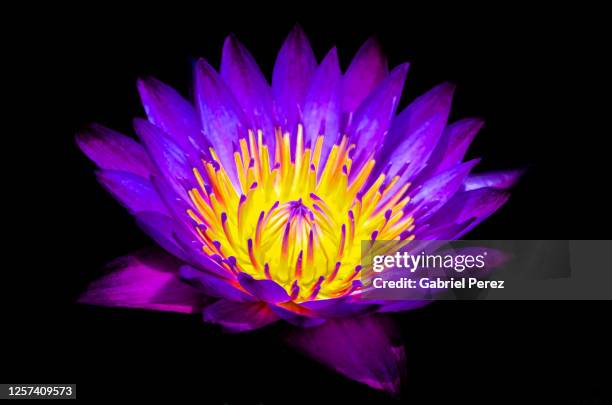 a lotus flower in chiang mai, thailand - theravada fotografías e imágenes de stock