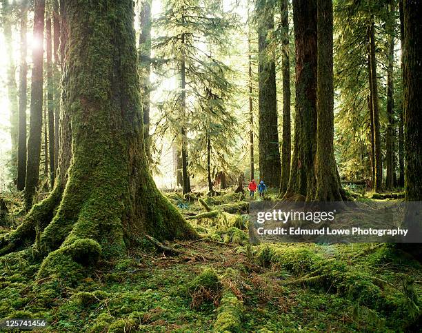 hoh rainforest, washington state - hoh rainforest stock pictures, royalty-free photos & images