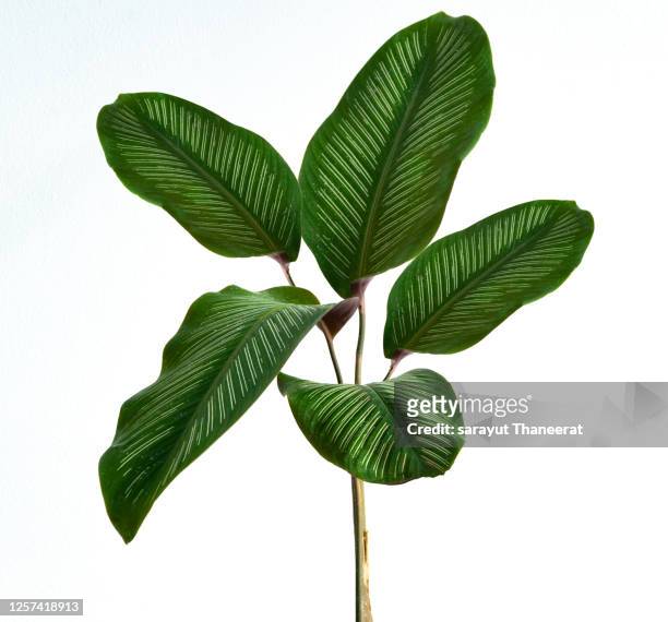 calathea cv. sanderiana in a black pot, white background isolate - jungle leaves stock-fotos und bilder