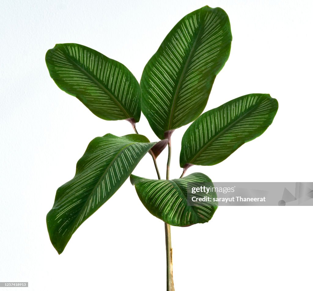 Calathea cv. Sanderiana In a black pot, white background Isolate