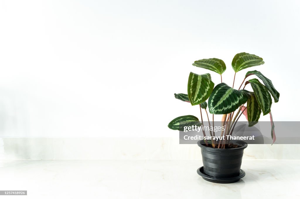 Calathea roseopicta Linden) Regel Medallion In a black pot, white background Isolate