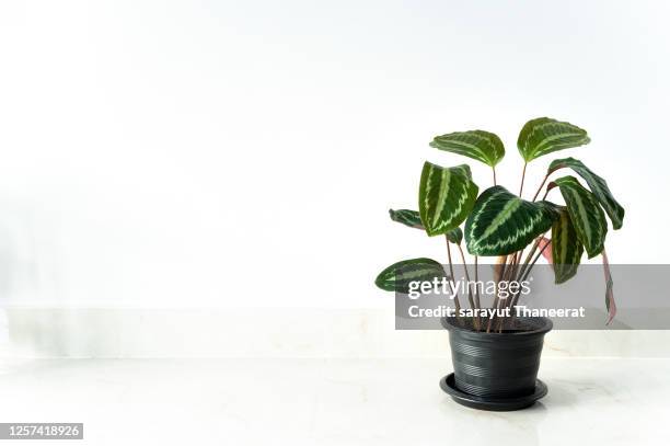 calathea roseopicta linden) regel medallion in a black pot, white background isolate - calathea medallion stock pictures, royalty-free photos & images
