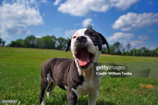 american bulldog puppy - american bulldog stock pictures, royalty-free photos & images