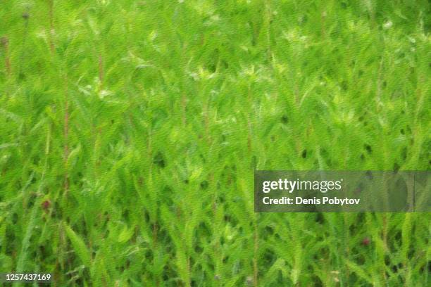 abstract art illustration of field plants - canvas in green colors. - acrylic painting stock illustrations