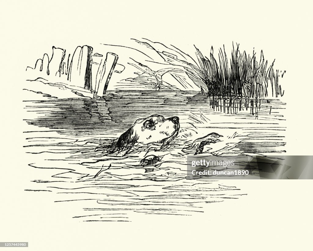 Carlo's death, Uncle Tom's Cabin. Dog drowning