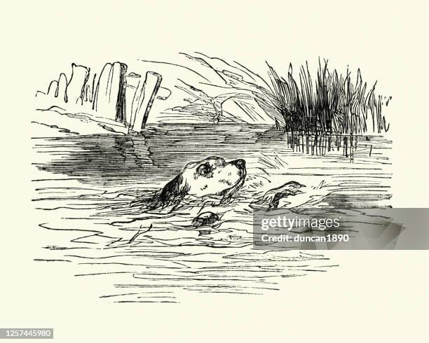 carlo's death, uncle tom's cabin. dog drowning - harriet-beecher-stowe stock illustrations