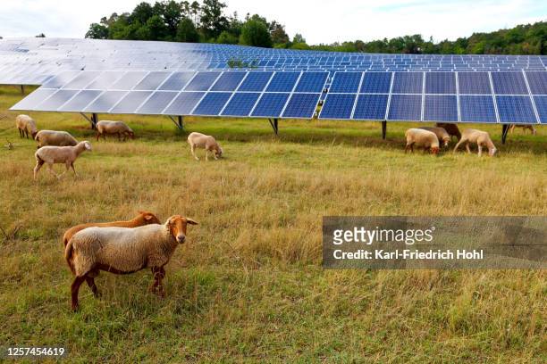 solarkraftwerk mit schafen - schaf stock-fotos und bilder