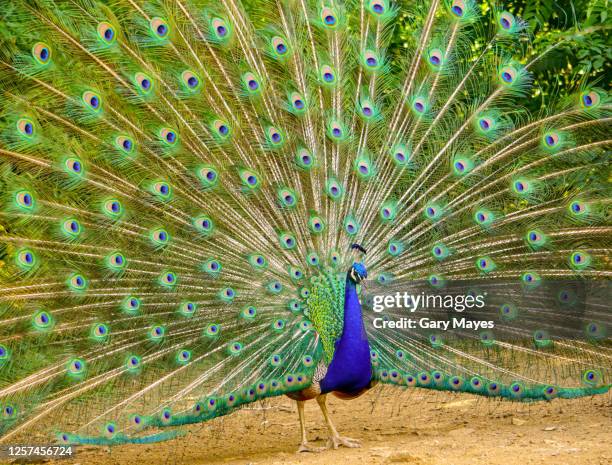 peacock male feathers display fan open - feather fan dance photos et images de collection