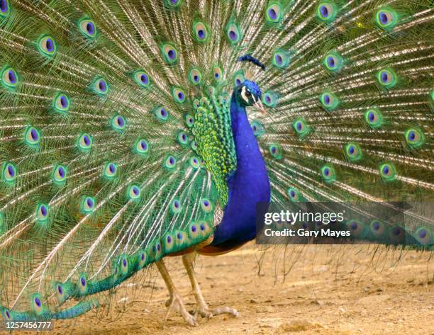 peacock male feathers display fan open - feather fan dance photos et images de collection