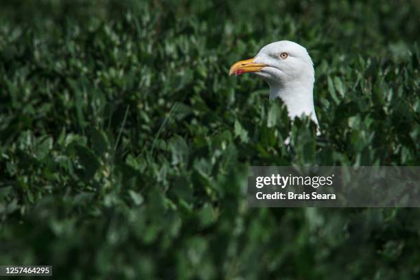 yellow-legged gull (larus cachinnans) between vegetation - seagull stock pictures, royalty-free photos & images