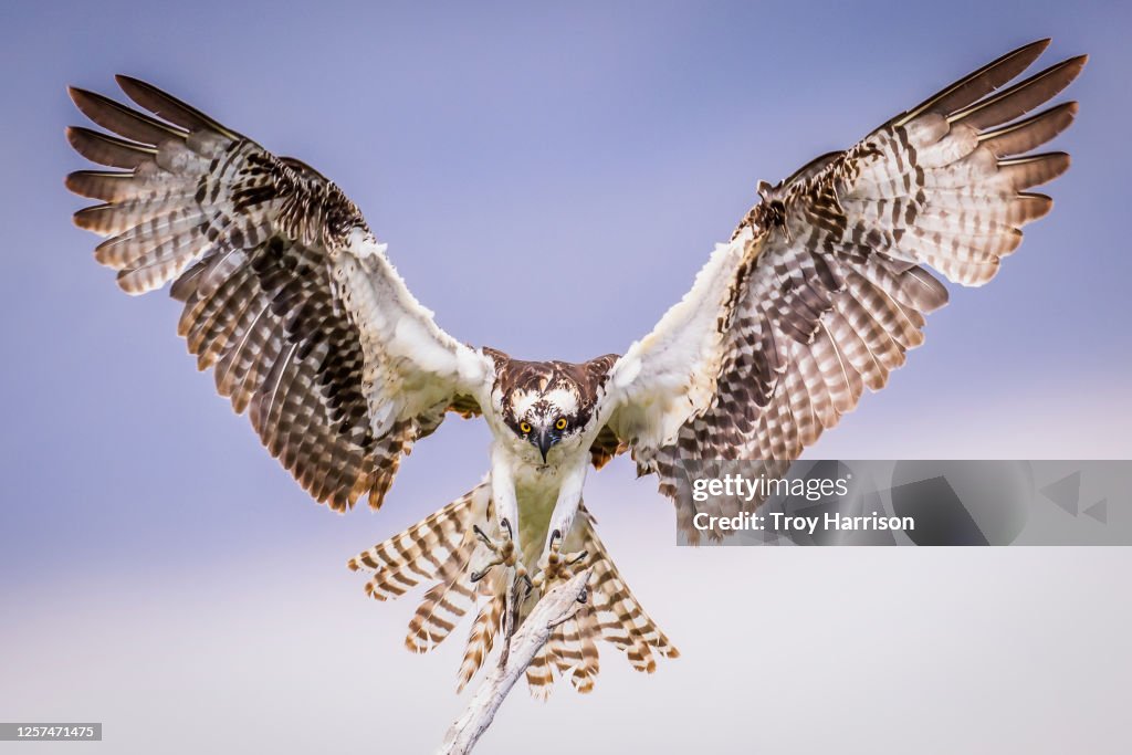 Osprey