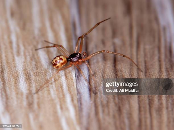 checkered cobweb spider - spider stockfoto's en -beelden