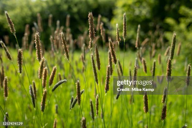 English landscape of agricultural fields covered in various grasses on 20th May 2023 near Studley, United Kingdom. Many meadows in this area have...