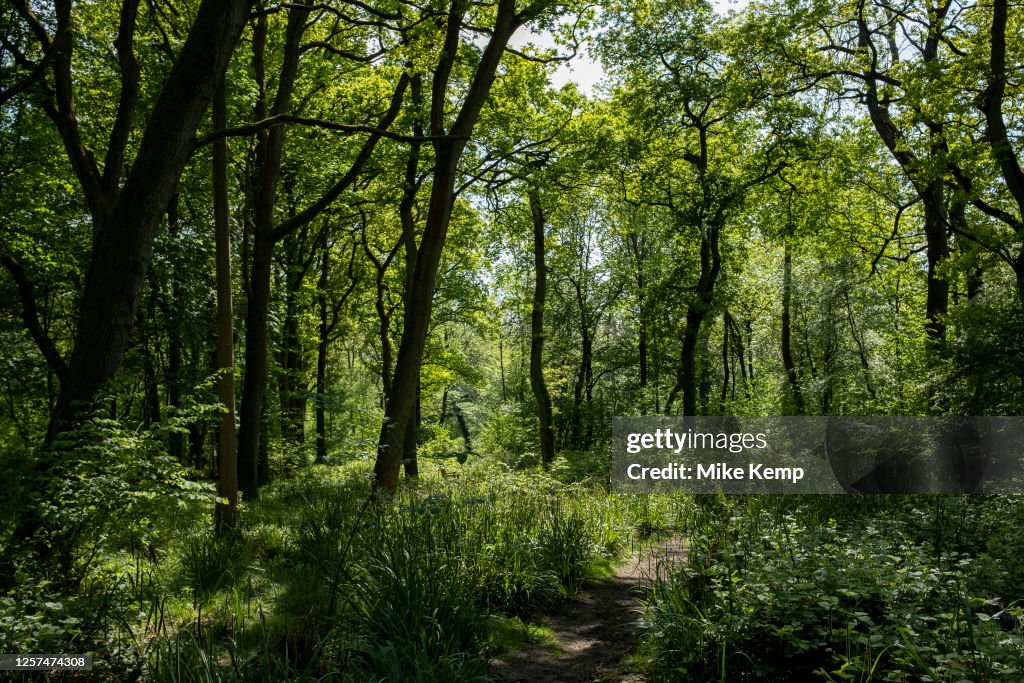 Bannam's Wood Ancient Woodland