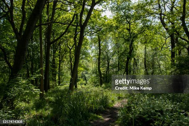 Trees in woodland at Bannams Wood on 20th May 2023 near Studley, United Kingdom. Bannams Wood is a small piece of ancient woodland, part of the...
