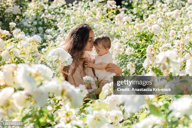 beautiful young mother and baby girl hugging in a meadow white rose flowers on nature in summer. family holiday in summer day. - pregnant woman in flowers stock-fotos und bilder