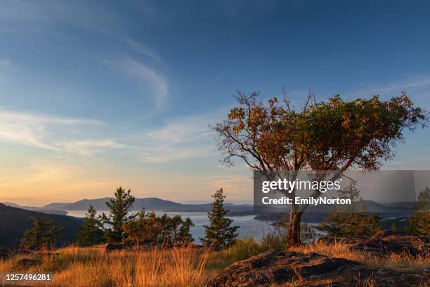 parque provincial gowlland tod - madroño del pacífico fotografías e imágenes de stock