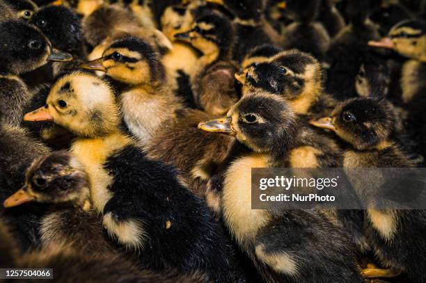 The severity of the current outbreak of avian influenza, commonly called bird flu , has killed hundreds of millions of birds, and mammals....