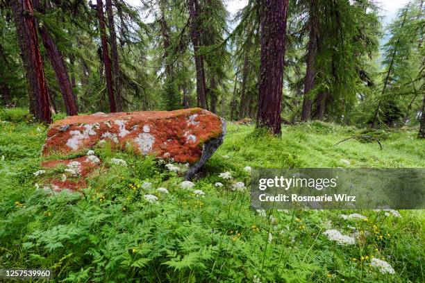 erratic block in engadin woodland - angelica stock pictures, royalty-free photos & images