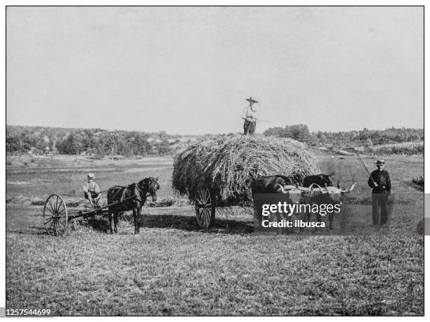 antique black and white photo: haying scene near raymond, maine - 19th century stock illustrations