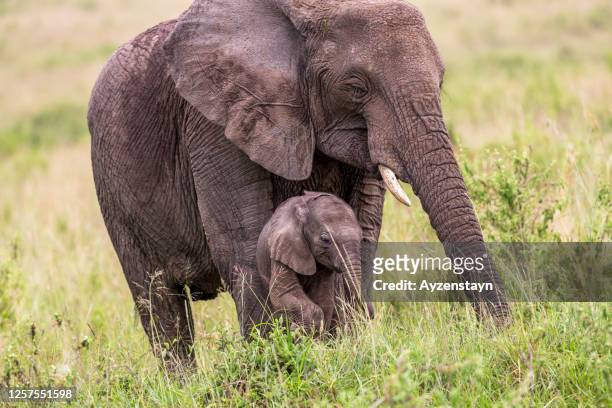 love, mother elephant and elephant calf - african elephant calf stock pictures, royalty-free photos & images