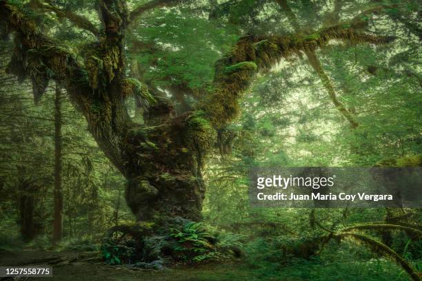 the green giant - hoh rain forest (olympic national park, washington, us) - gematigd regenwoud stockfoto's en -beelden
