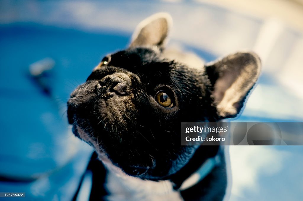 French bulldog