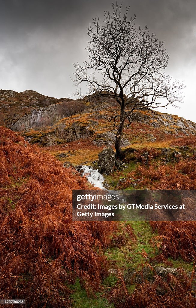 Autumn on fells