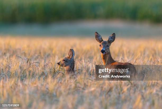 roe deer with fawn - roe deer female stock pictures, royalty-free photos & images