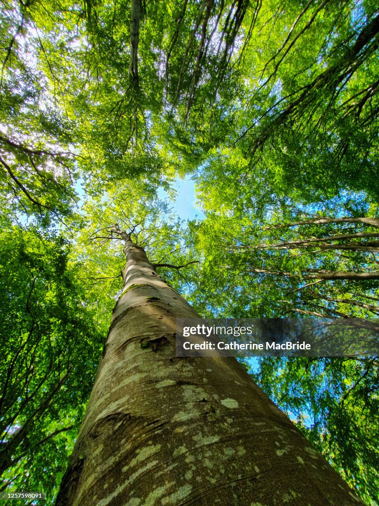 Looking up in the forest