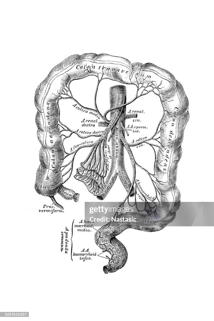 The branching of the inferior mesenteric artery