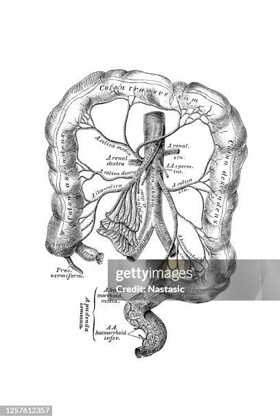 ilustrações de stock, clip art, desenhos animados e ícones de the branching of the inferior mesenteric artery - cólon