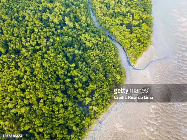 aerial view of river and trees in amazon regio - amazon forest stockfoto's en -beelden