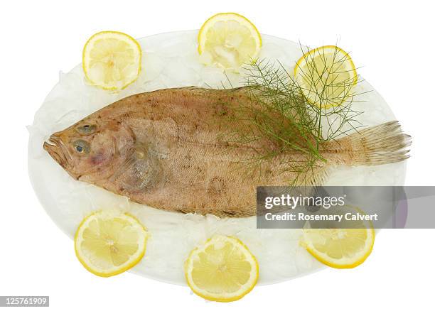 Megrum 44 Megrim Stock Photos, High-Res Pictures, and Images - Getty Images