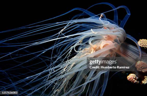 tube-dwellind anemone. - tube worm stock pictures, royalty-free photos & images