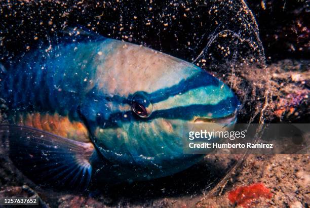 sleeping princess parrotfish. - ブダイ ストックフォトと画像