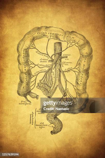 stockillustraties, clipart, cartoons en iconen met de vertakking van de inferieure mesenterische slagader - mesenterium