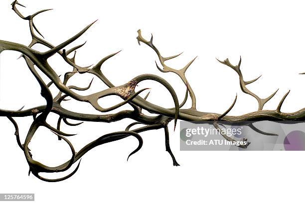 thorns - sharp stock pictures, royalty-free photos & images