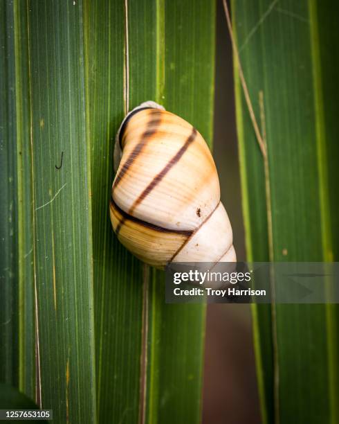 liguus tree snail - big cypress swamp national preserve stock pictures, royalty-free photos & images