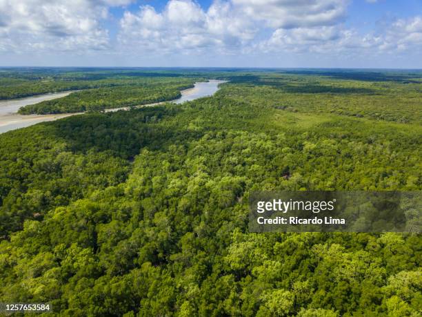 amazon rainforest - aerial view - amazon river stock pictures, royalty-free photos & images