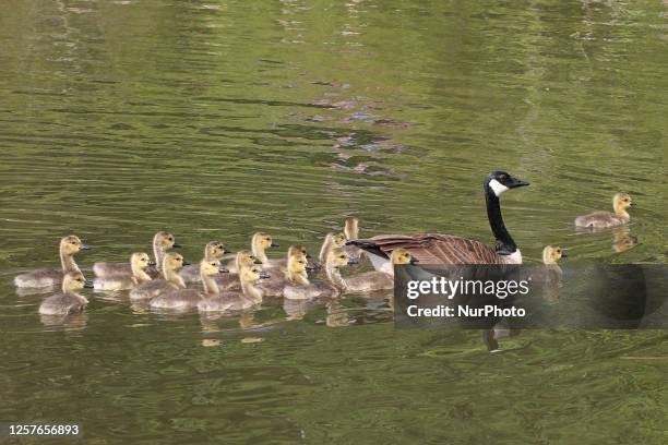 Canada Goose and goslings in Richmond Hill, Ontario, Canada, on May 22, 2023.