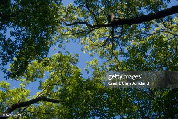 Under View 18,975 Tree Under View Stock Photos, High-Res Pictures, and Images ...