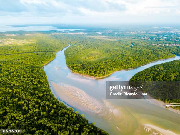 aerial view of river and trees in amazon regio - amazon rainforest vegetation stock-fotos und bilder